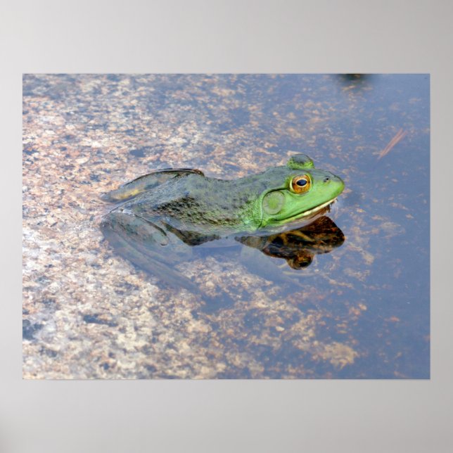American Bullfrog in Acadia Poster (Front)