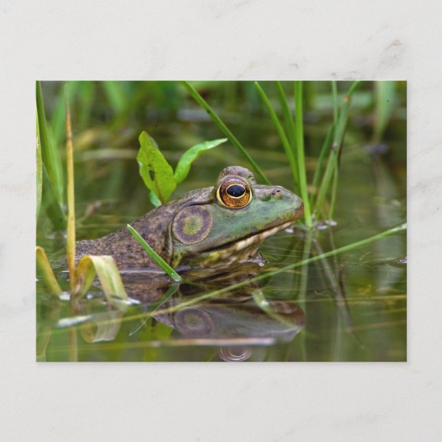 American Bullfrog Postcard (Front)