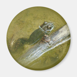 American Bullfrog - Rana catesbeiana Magnet
