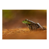 American Bullfrog Sitting on Pine Needles