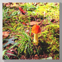 American Caesar Mushroom