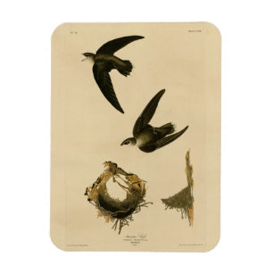 American (Chimney) Swift Audubon, Birds of America Magnet