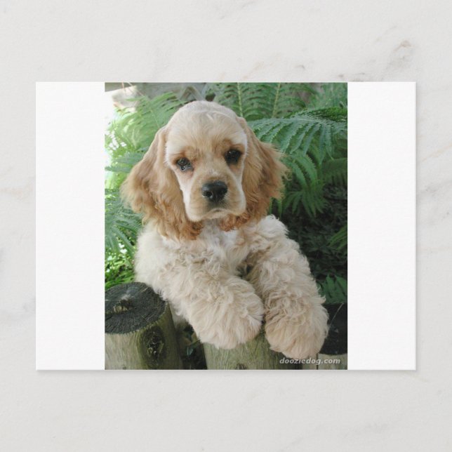American Cocker Spaniel Dog And The Green Fern Postcard (Front)