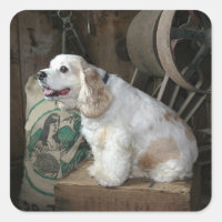 american cocker spaniel sitting