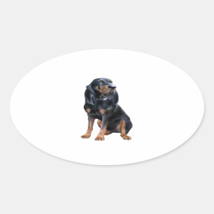 American Coon Hound - Black and Tan Oval Sticker
