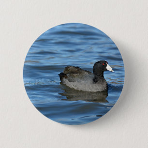 American Coot 6 Cm Round Badge