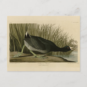American Coot from Audubon's Birds of America Postcard