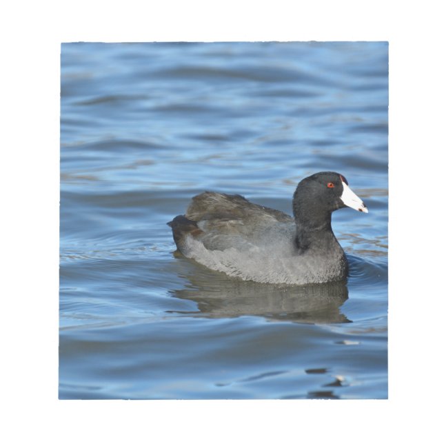 American Coot Notepad (Front)