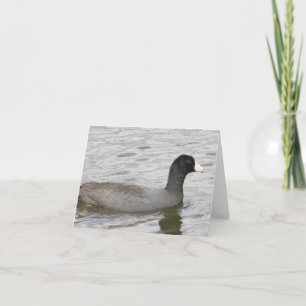 American Coot Photo Folded Note Card