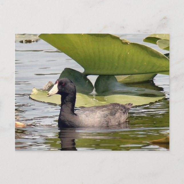 American Coot Photo Postcard (Front)