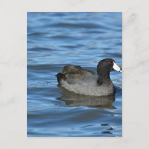 American Coot Postcard