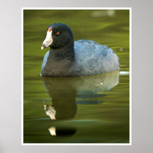 American Coot Wall Art Waterbird Reflection