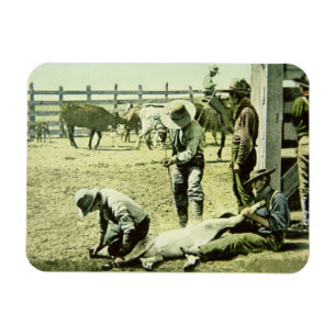 American cowboys branding a calf, c.1900 (photo) magnet