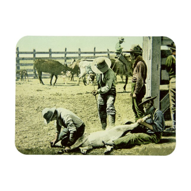 American cowboys branding a calf, c.1900 (photo) magnet (Horizontal)