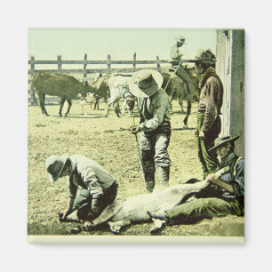 American cowboys branding a calf, c.1900 (photo) magnet