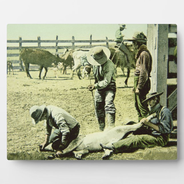 American cowboys branding a calf, c.1900 (photo) plaque (Front)