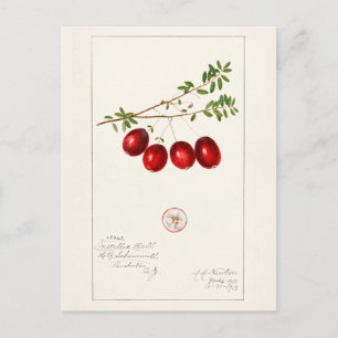 American Cranberry (Vaccinium macrocarpon) Postcard