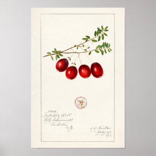American Cranberry (Vaccinium macrocarpon) Poster