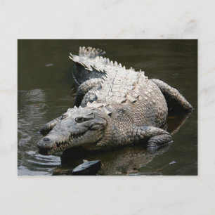 American crocodile (Crocodylus acutus) Postcard