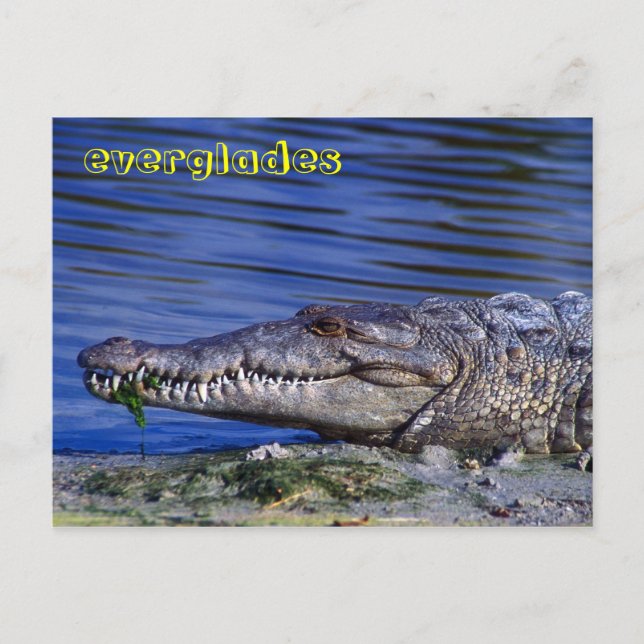 American Crocodile Everglades Postcard (Front)