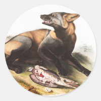 American Cross Fox (Canis vulpes) Illustration