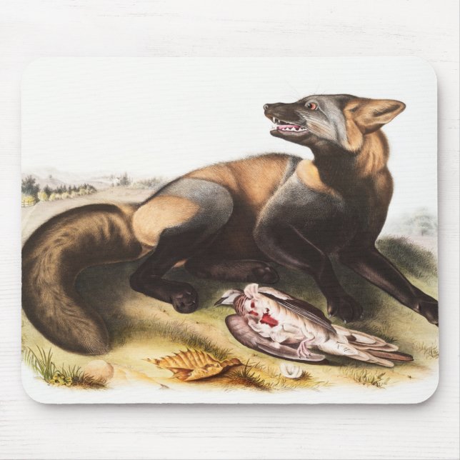 American Cross Fox (Canis vulpes) Illustration Mouse Pad (Front)