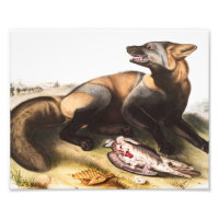 American Cross Fox (Canis vulpes) Illustration
