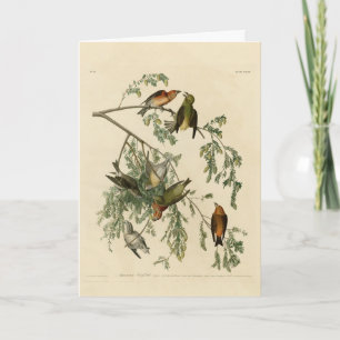 American Crossbill from Audubon's Birds of America Card