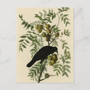 American Crow Postcard