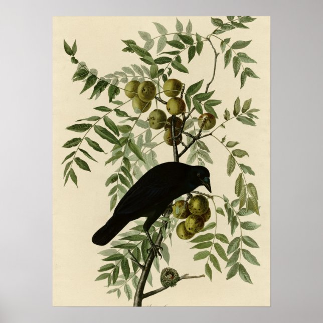 American Crow Poster (Front)