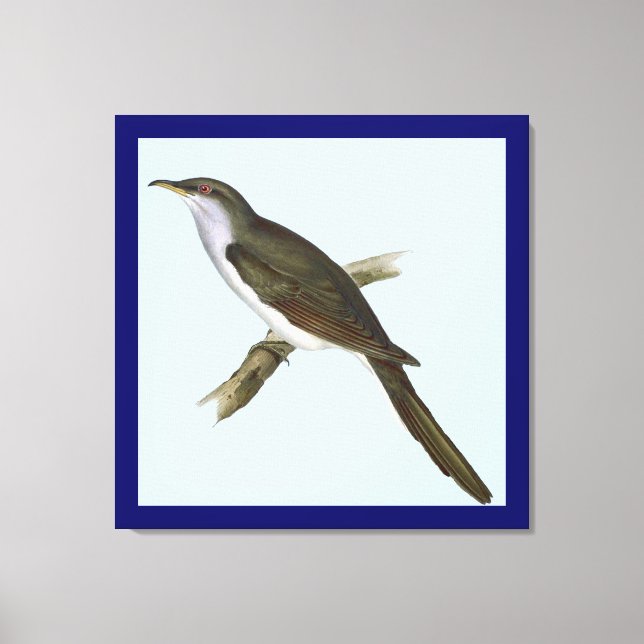 American Cuckoo Bird Canvas Print (Front)