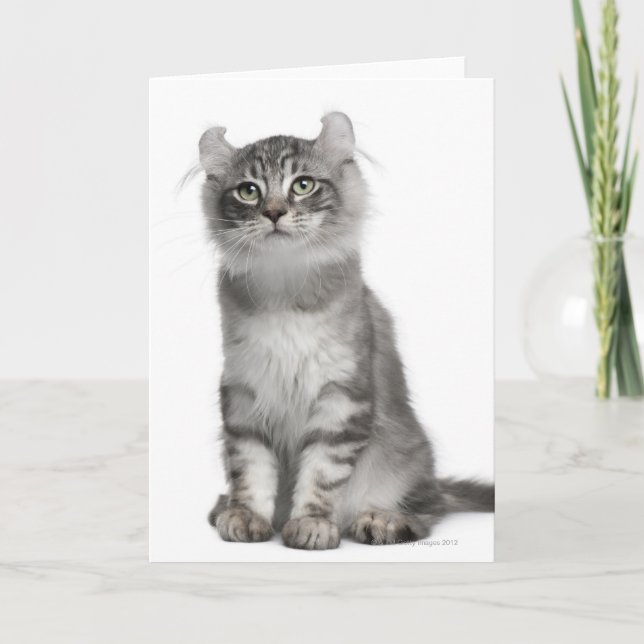 American Curl Kitten (3 months old) Card (Front)