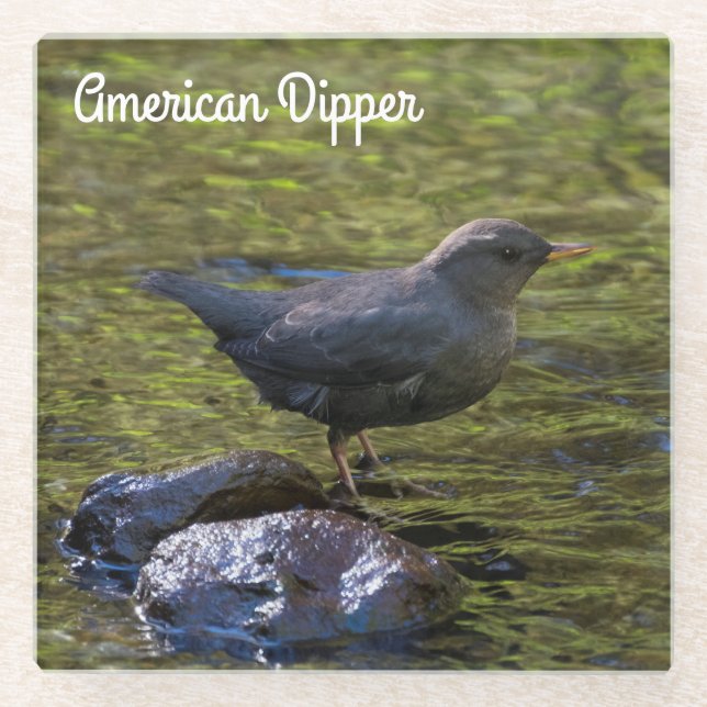 American Dipper Glass Coaster (Front)