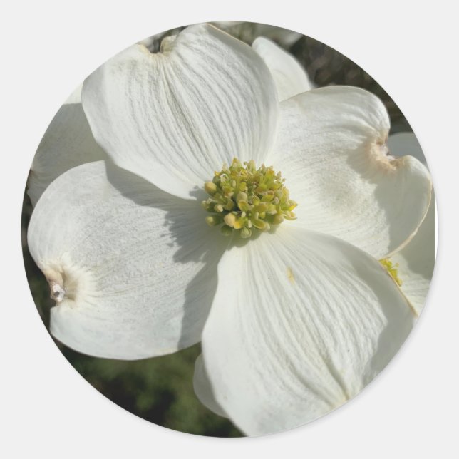 American dogwood (Cornus florida) Classic Round Sticker (Front)