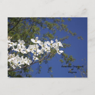 American Dogwood of Virginia postcard