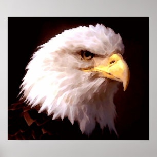 American Eagle Bald Eagle Poster Print