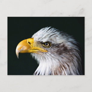American Eagle Postcard