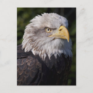 American Eagle Postcard