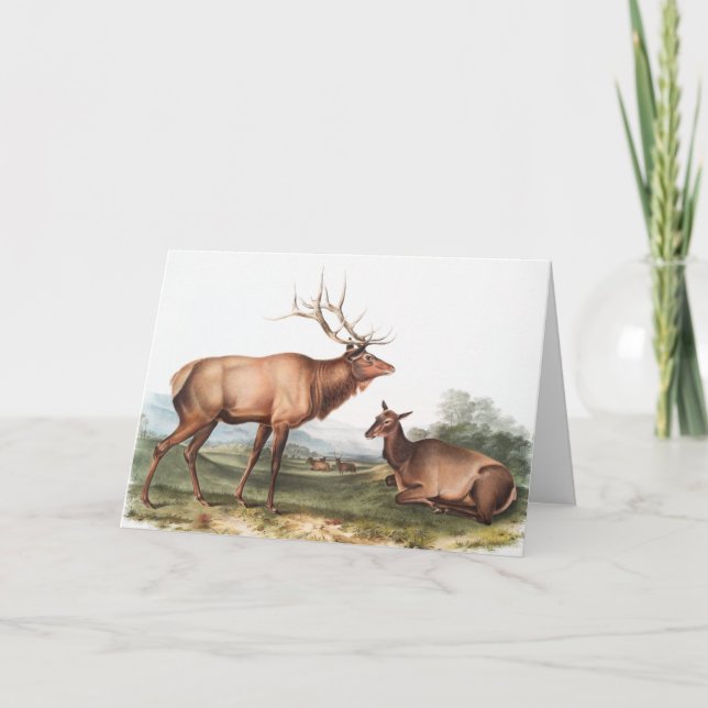 American Elk (Cervus Canadensis) Illustration Card (Front)
