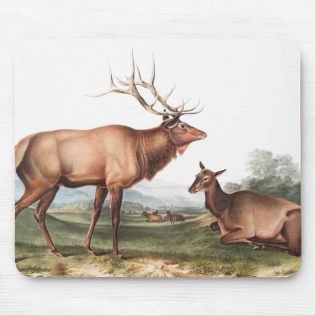 American Elk (Cervus Canadensis) Illustration Mouse Pad (Front)