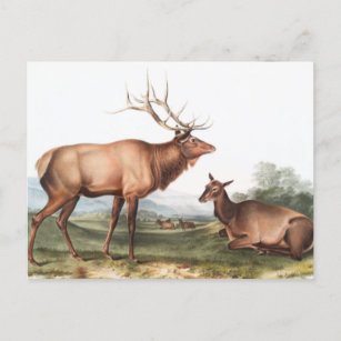 American Elk (Cervus Canadensis) Illustration Postcard