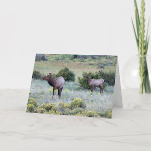 American Elk Colorado Card
