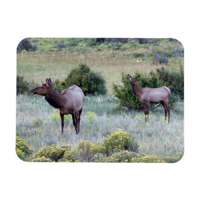 American Elk | Colorado Magnet (Horizontal)