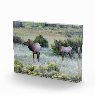 American Elk   Colorado Photo Block