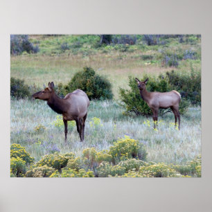 American Elk   Colorado Poster