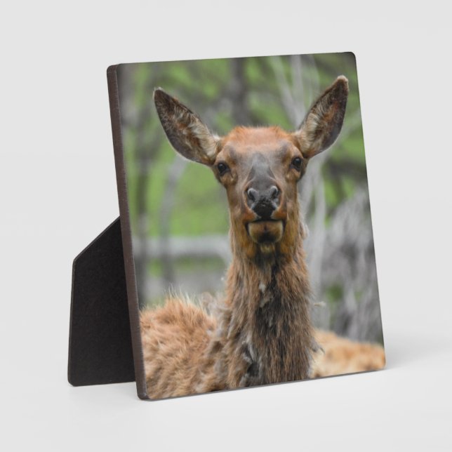 American Elk Desktop Plaque (Front)