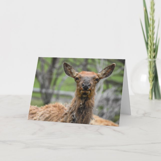 American Elk Notecard (Front)