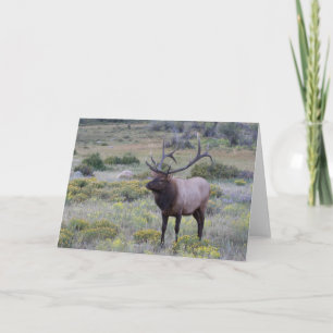 American Elk   Rocky National Park, Colorado Card