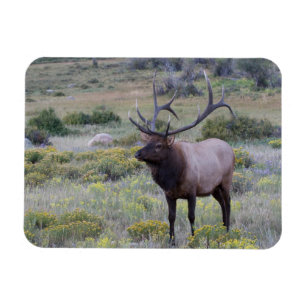 American Elk   Rocky National Park, Colorado Magnet
