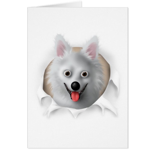 American Eskimo Busting Out (Front)